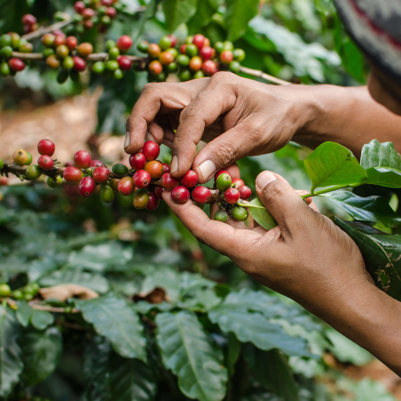 Sustainable Coffee Farming