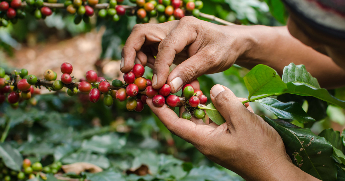 Sustainable Coffee Farming